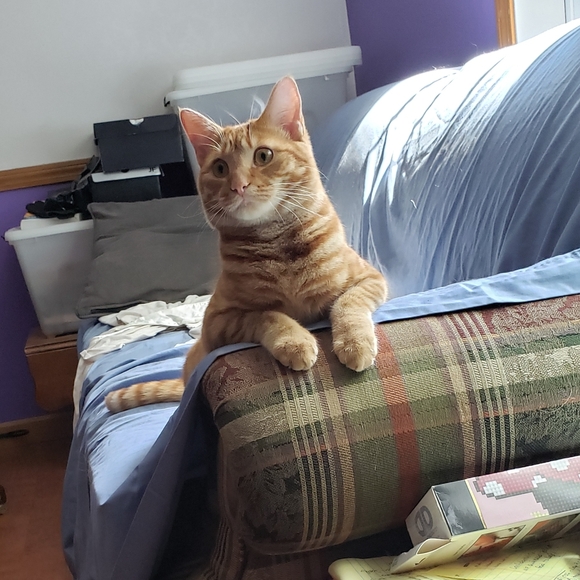 Meet your Posher, Emma - Picture 8 of 8